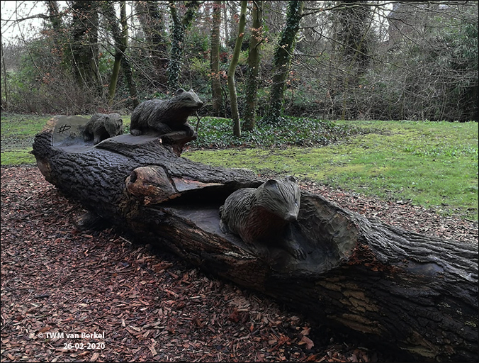 Dassenboom