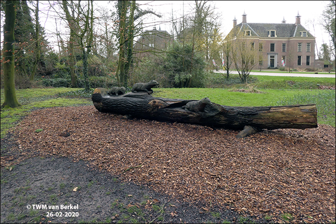 Dassenboom
