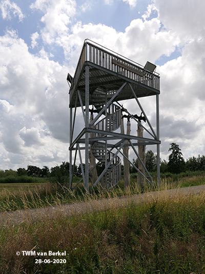 Aalscholvers