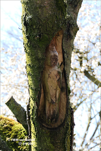 Vogelboom en tovenaar