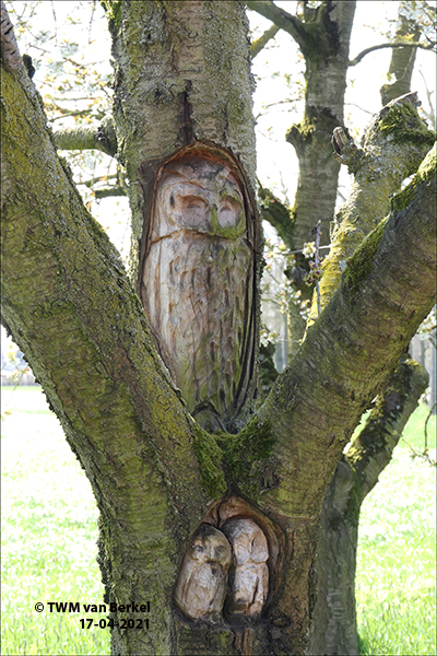 Vogelboom en tovenaar
