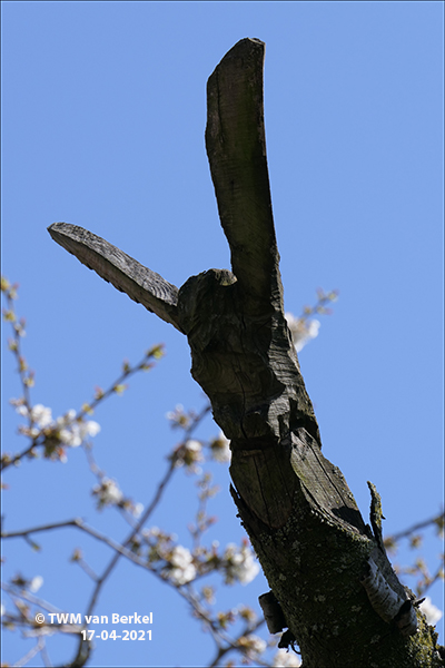 Vogelboom en tovenaar