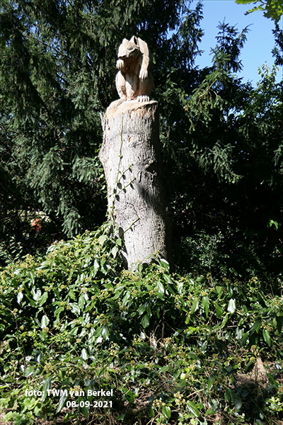 Eekhoorn