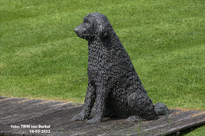 Hond