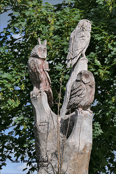 Uilenboom